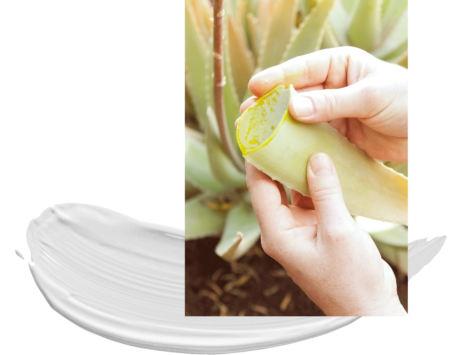 close-up-cut-aloe-vera