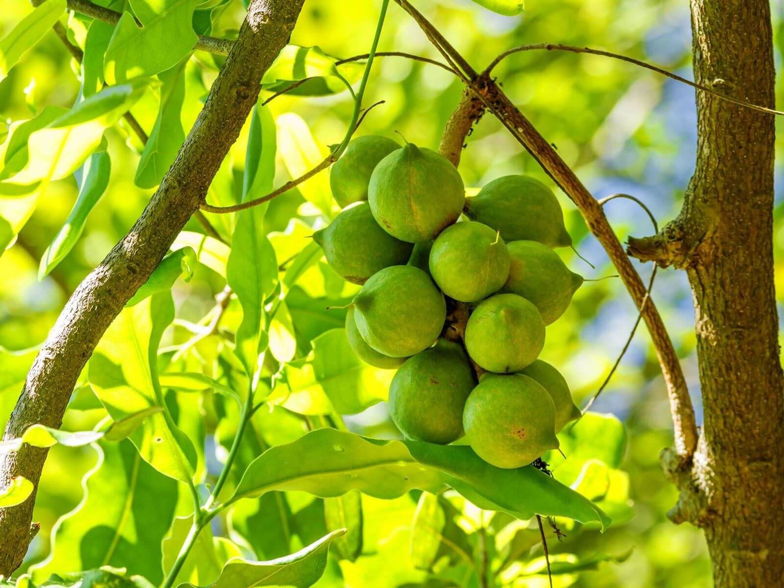 macadamia ulei de migdale nuci de macadamia